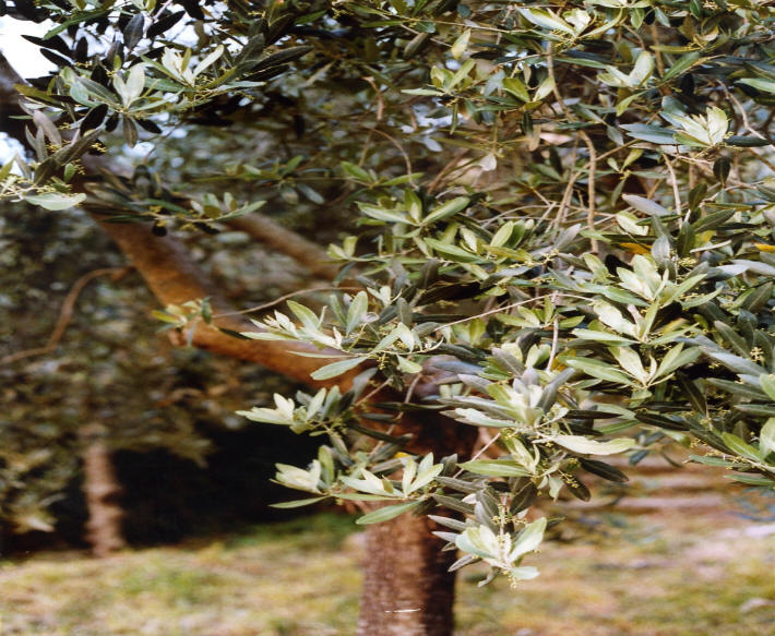 48 Olive tree in the garden.jpg